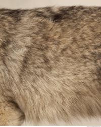 Photo Textures of Fur